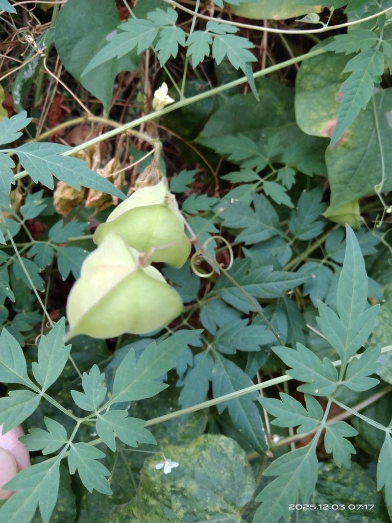 Cardiospermum Halicacabum Flower/leaf/vine Extract 4