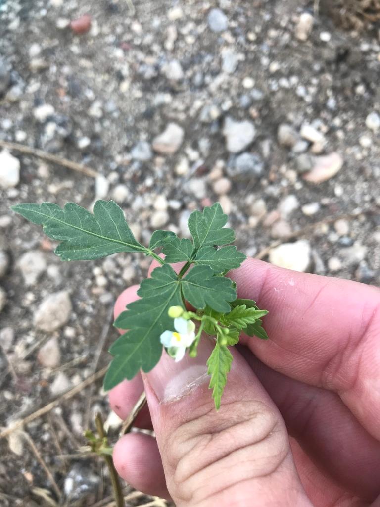 Cardiospermum Halicacabum Flower/leaf/vine Extract 2