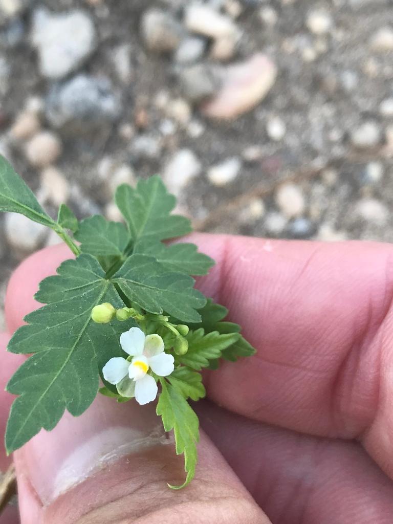 Cardiospermum Halicacabum Flower/leaf/vine Extract 1