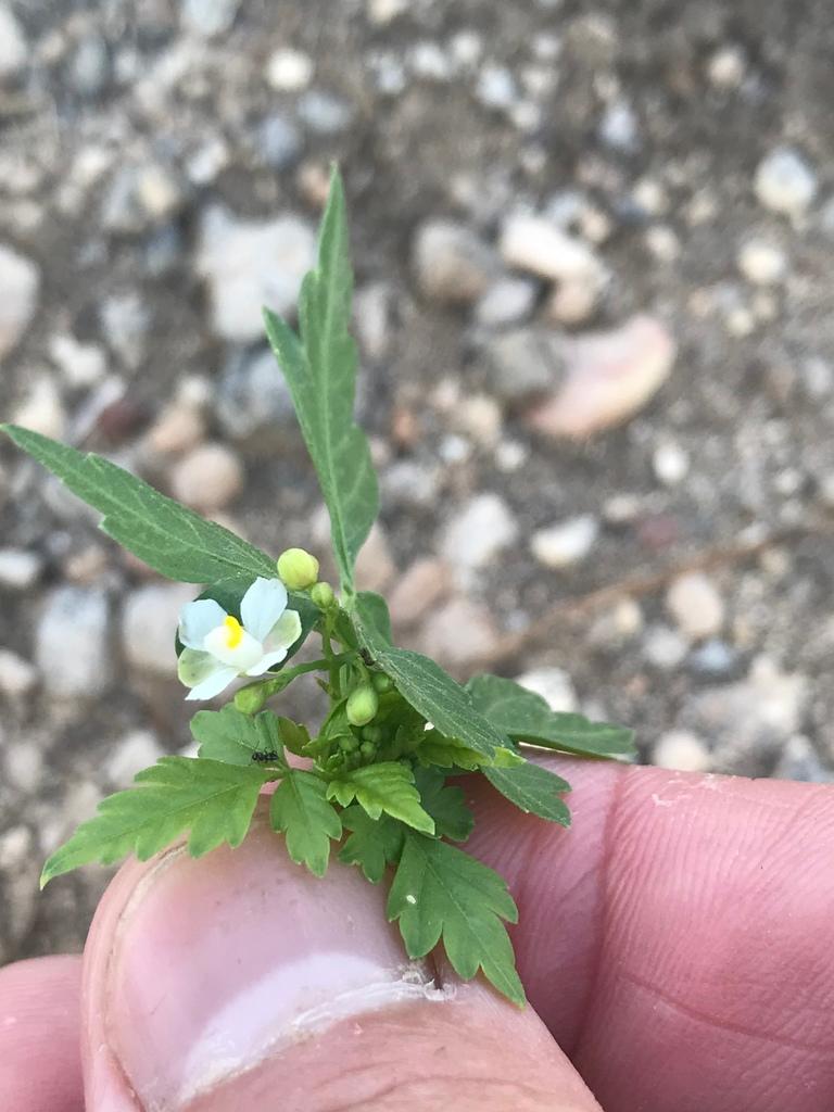 Cardiospermum Halicacabum Flower/leaf/vine Extract 3