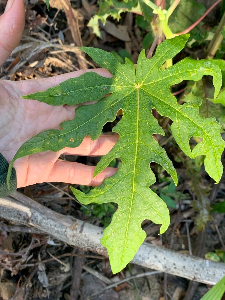 Carica Papaya Leaf Extract 2