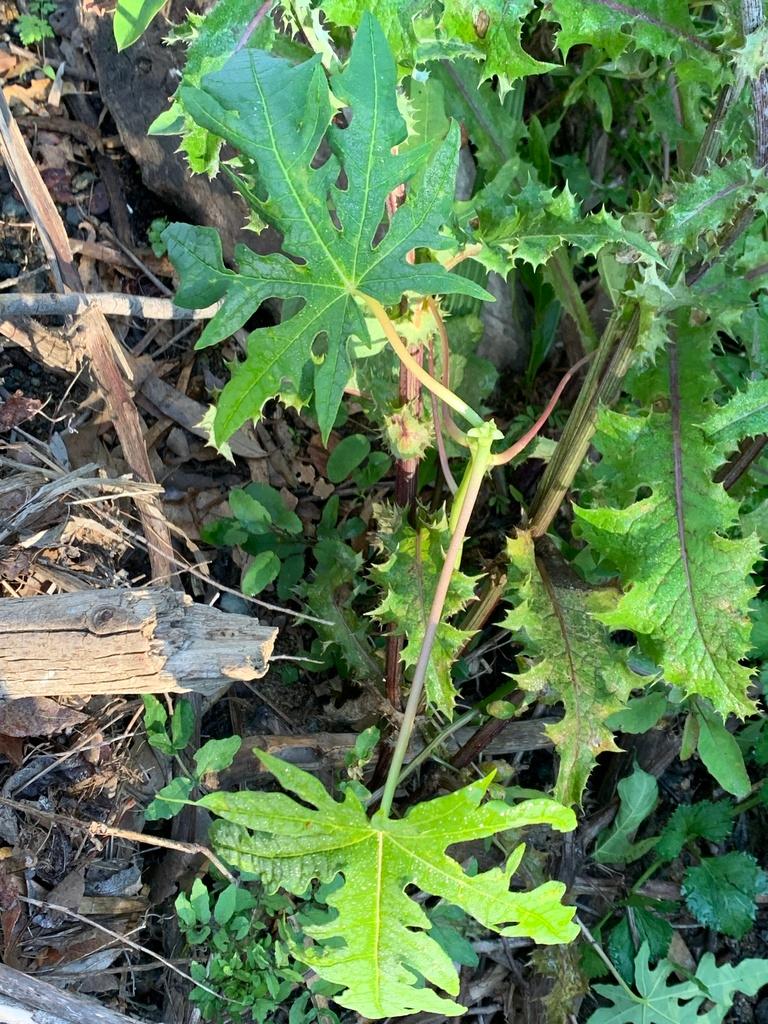 Carica Papaya Leaf Extract 3