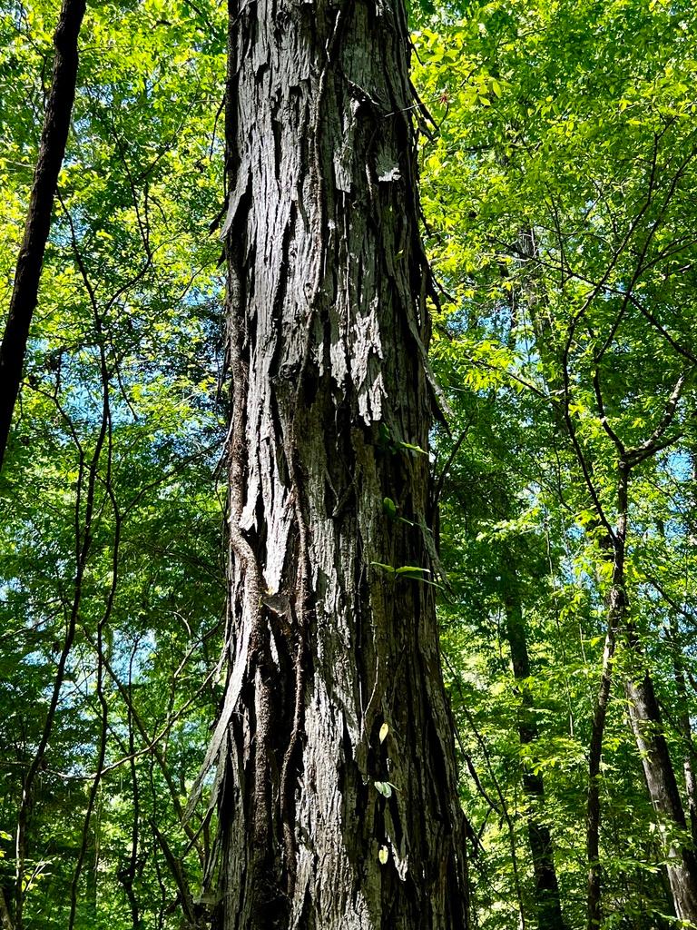 CARYA OVATA BARK EXTRACT 1