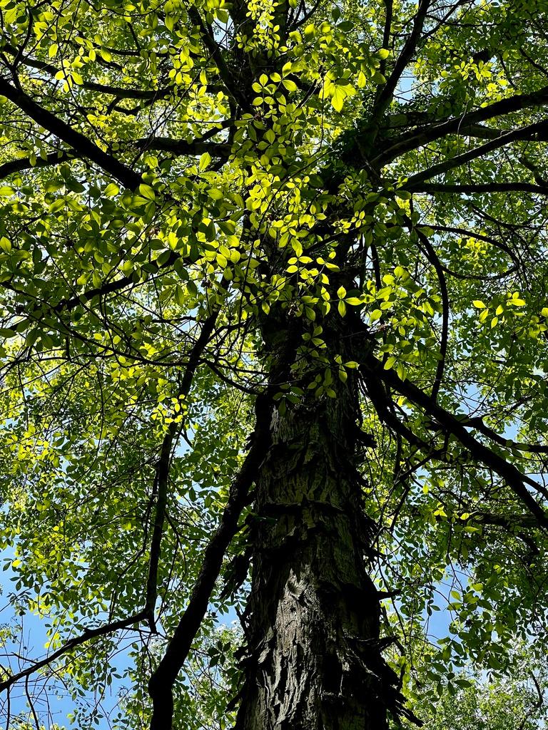 CARYA OVATA BARK EXTRACT 2