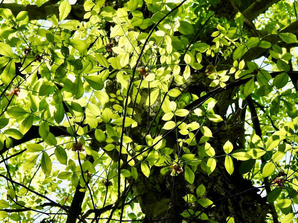 CARYA OVATA BARK EXTRACT 3