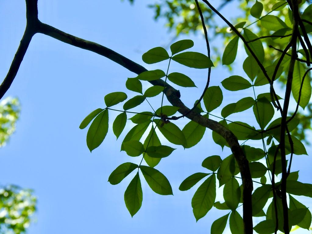 CARYA OVATA BARK EXTRACT 4