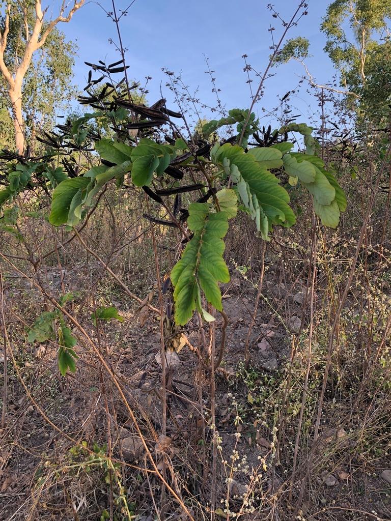 Cassia Alata Leaf Extract 2
