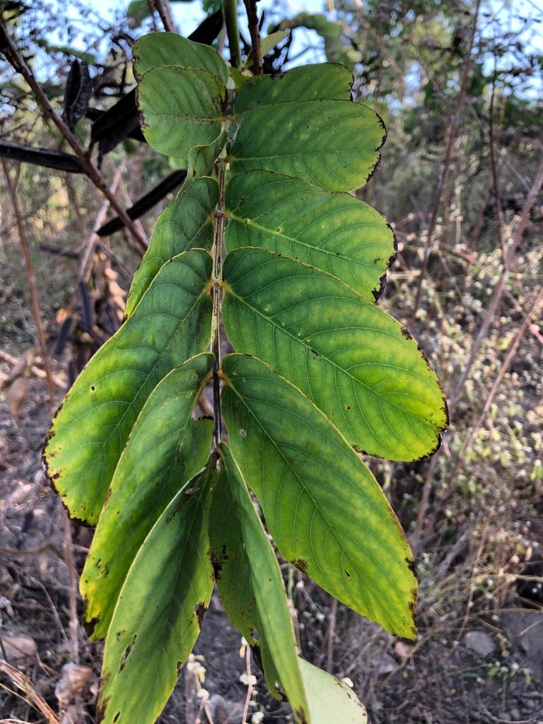 Cassia Alata Leaf Extract 3