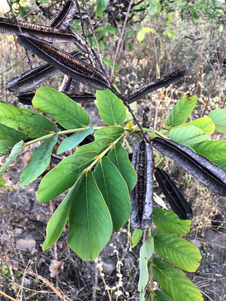 Cassia Alata Leaf Extract 1