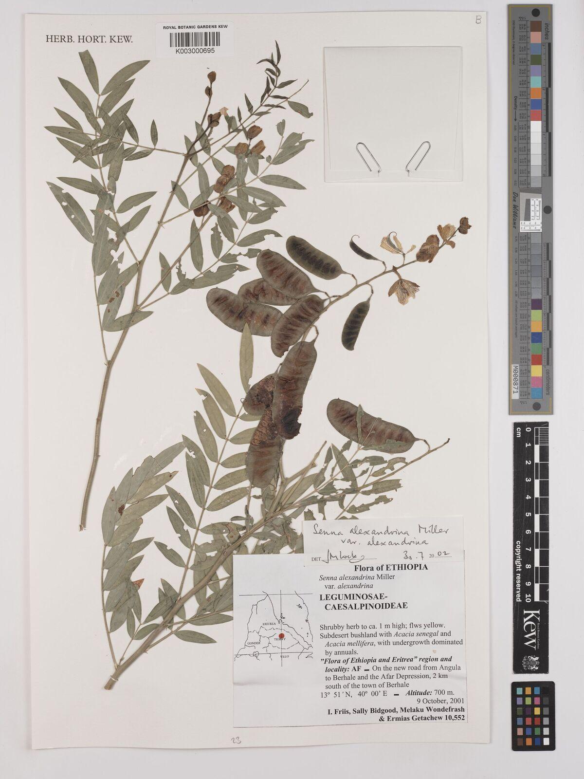Cassia Angustifolia Seed Polysaccharide 4