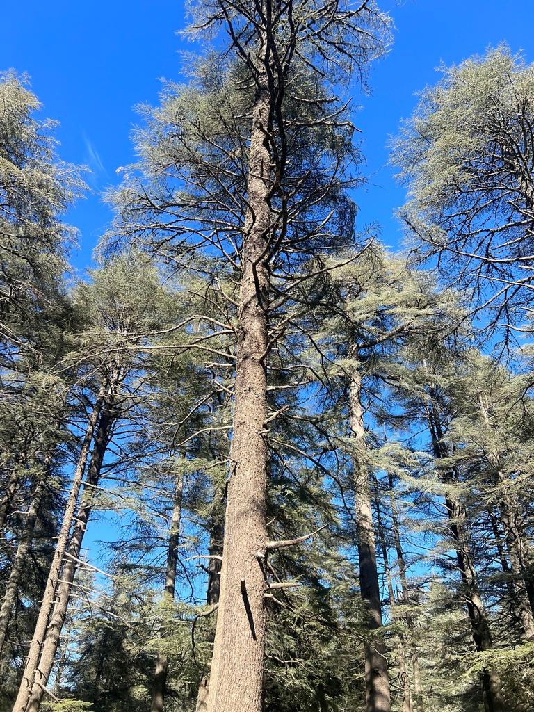CEDRUS ATLANTICA BARK EXTRACT 2