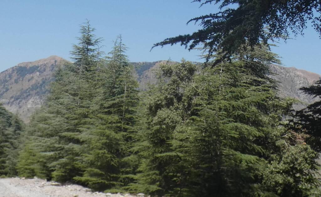 CEDRUS ATLANTICA BARK EXTRACT 4