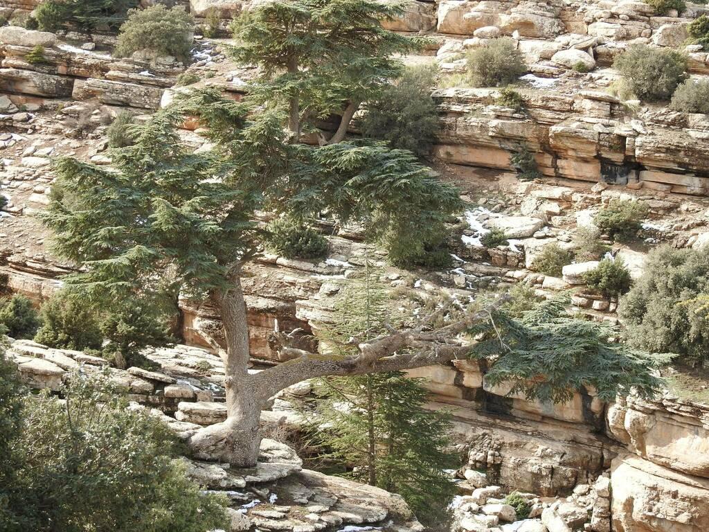 Cedrus Atlantica Bark Oil 1
