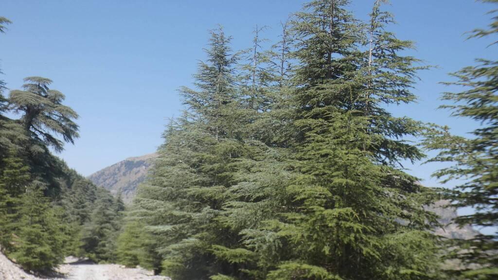 Cedrus Atlantica Bark Oil 3