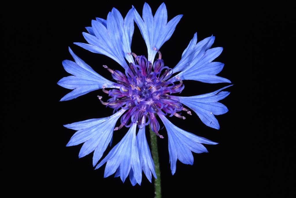 CENTAUREA CYANUS FLOWER EXTRACT 1