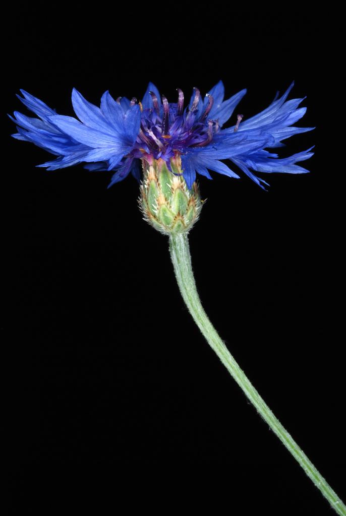 CENTAUREA CYANUS FLOWER EXTRACT 2