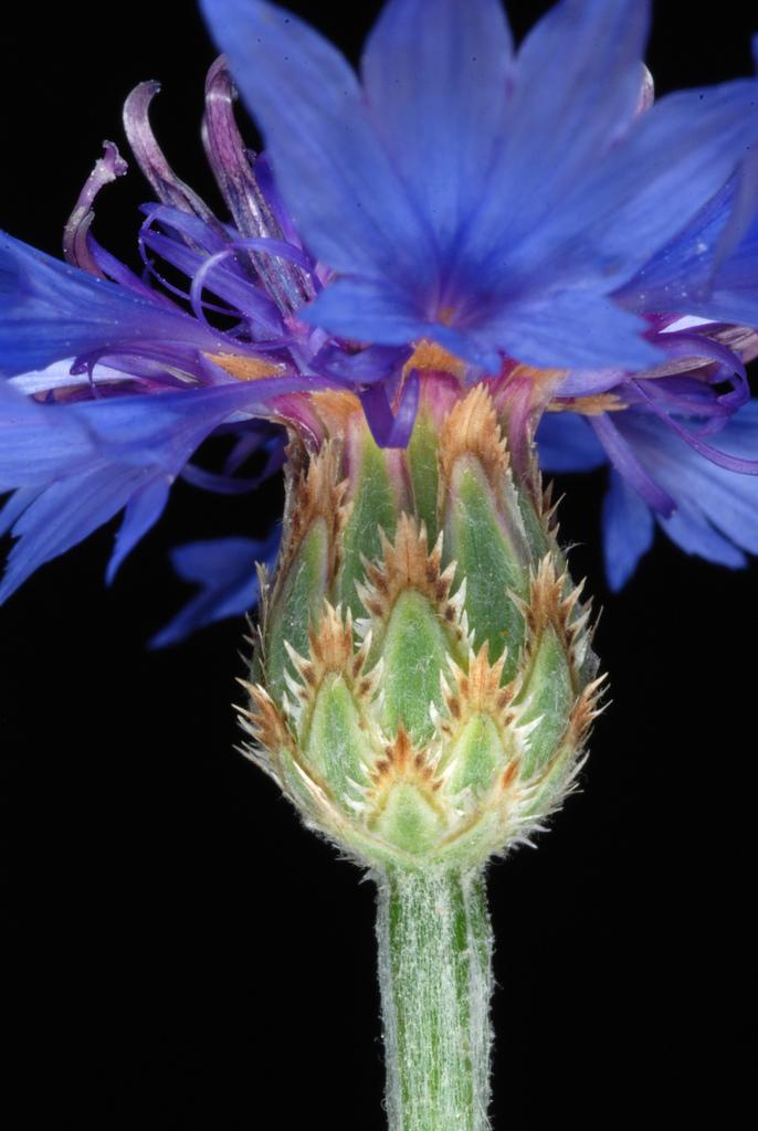CENTAUREA CYANUS FLOWER EXTRACT 3