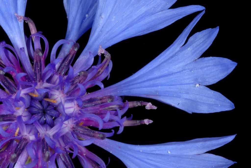 CENTAUREA CYANUS FLOWER EXTRACT 4
