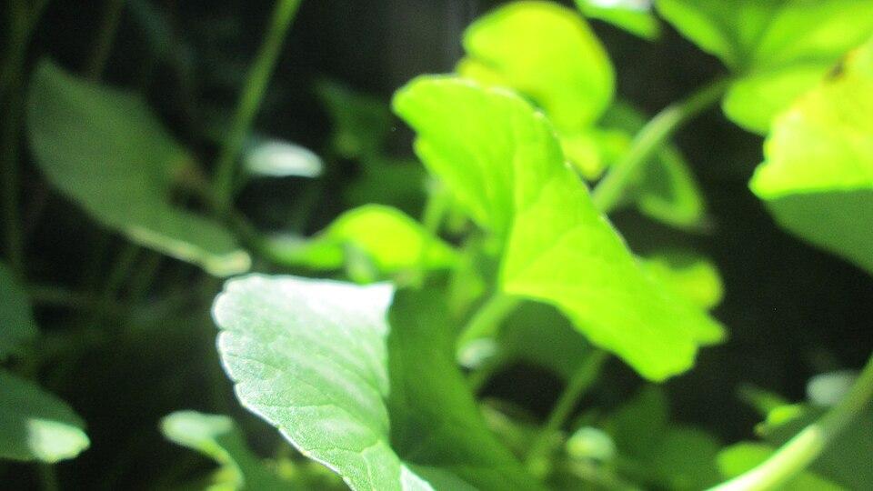 Centella Asiatica Callus Culture 4