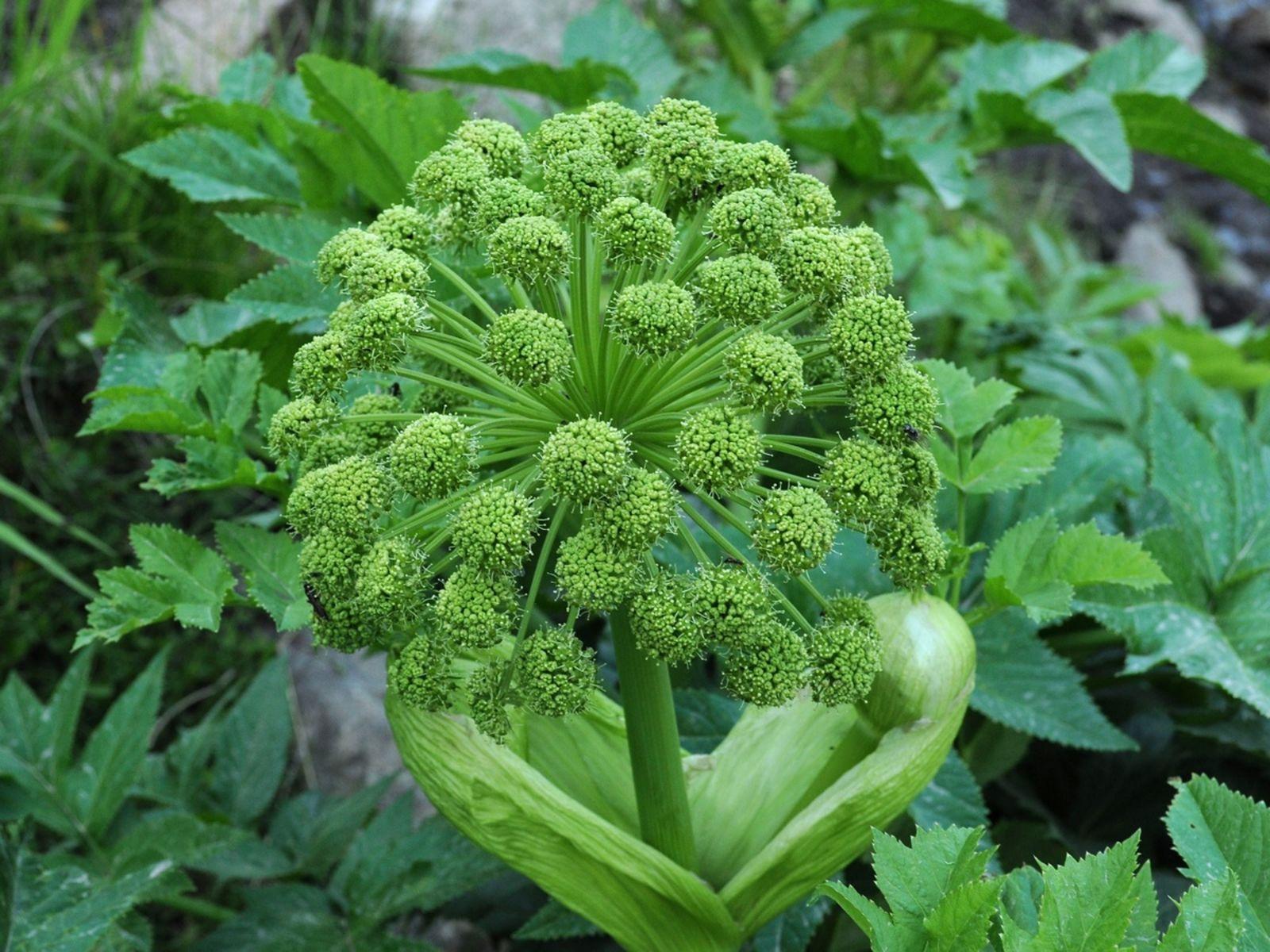 Centella asiatica extract 9