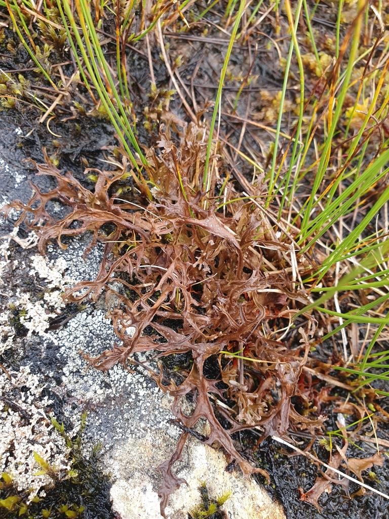 CETRARIA ISLANDICA EXTRACT 4