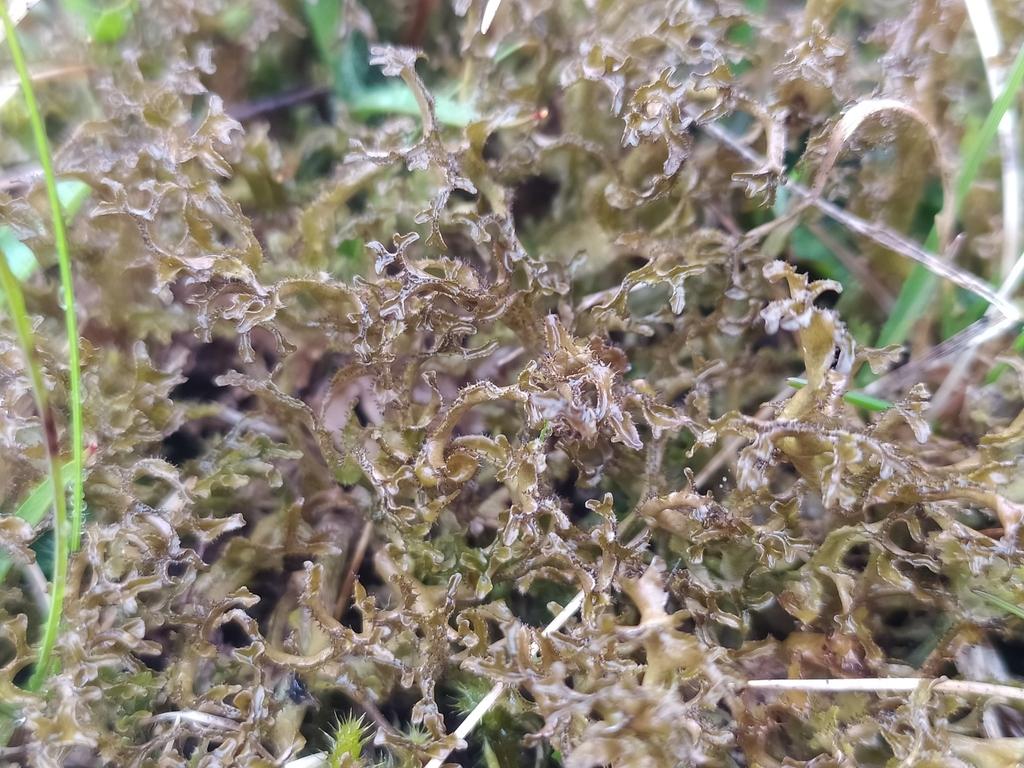 CETRARIA ISLANDICA EXTRACT 1