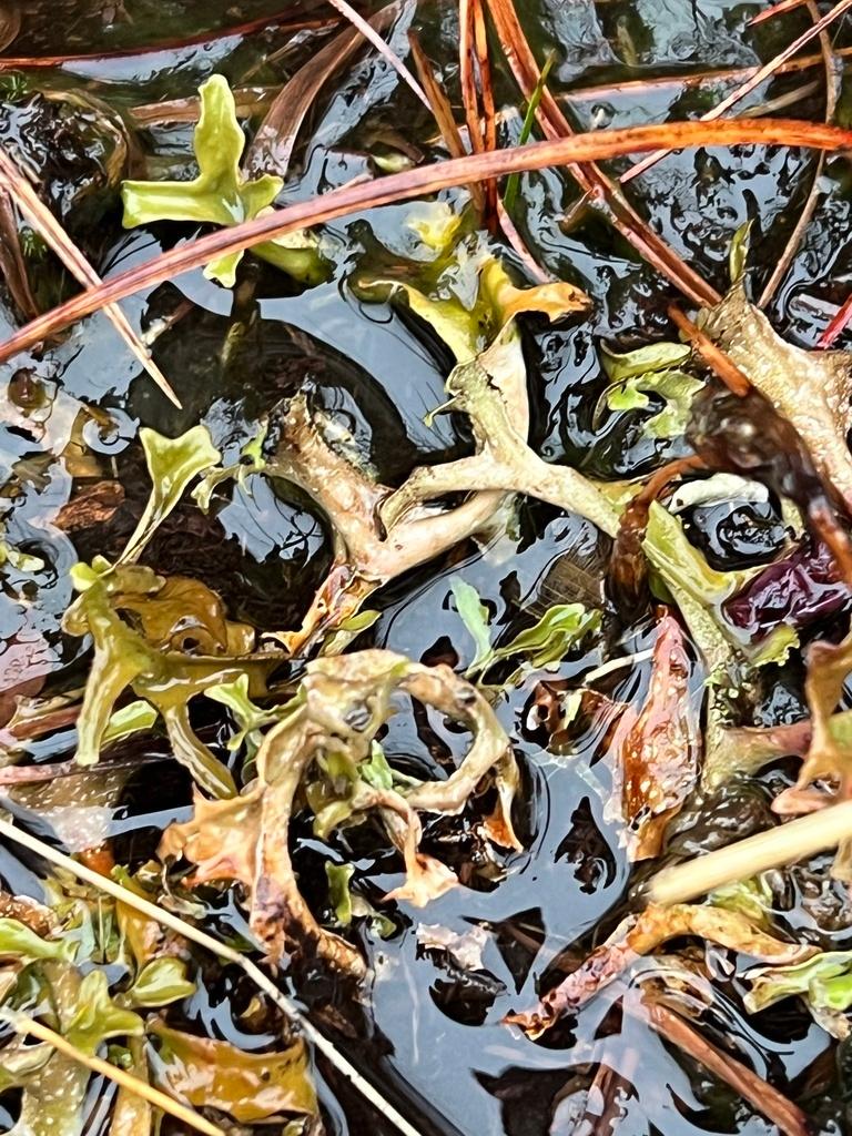 CETRARIA ISLANDICA EXTRACT 2