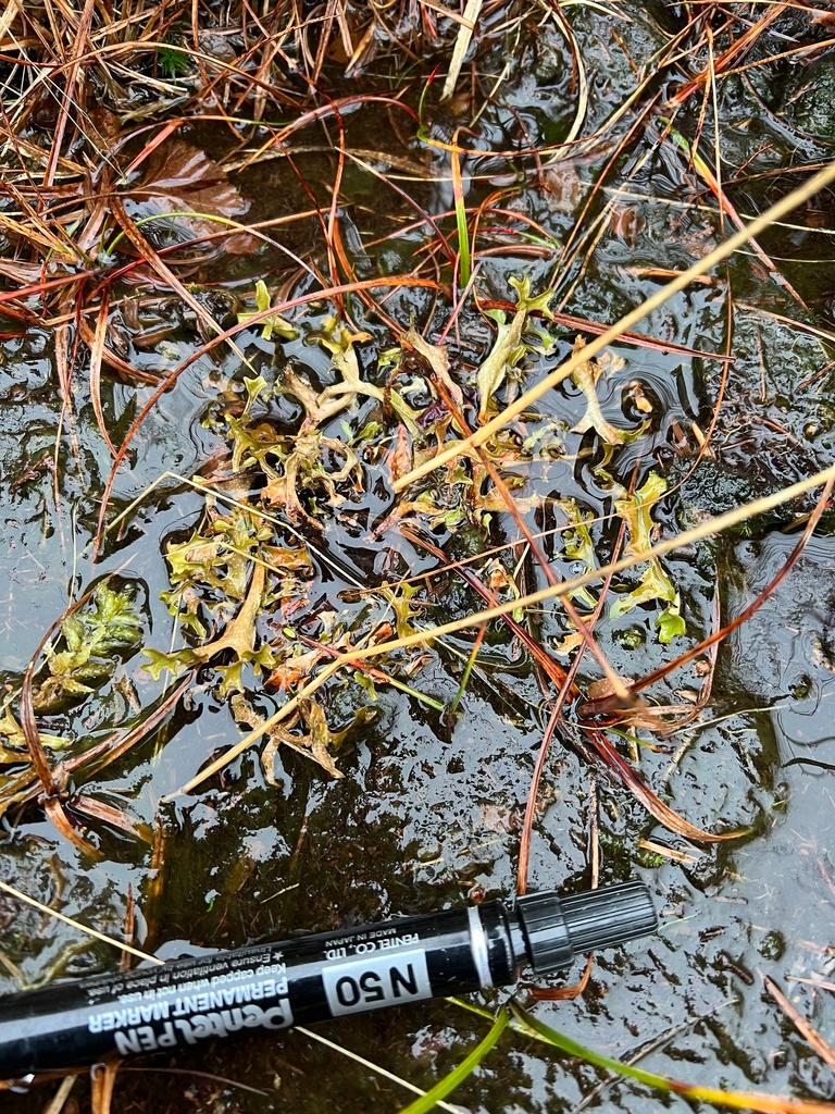 CETRARIA ISLANDICA THALLUS EXTRACT 3