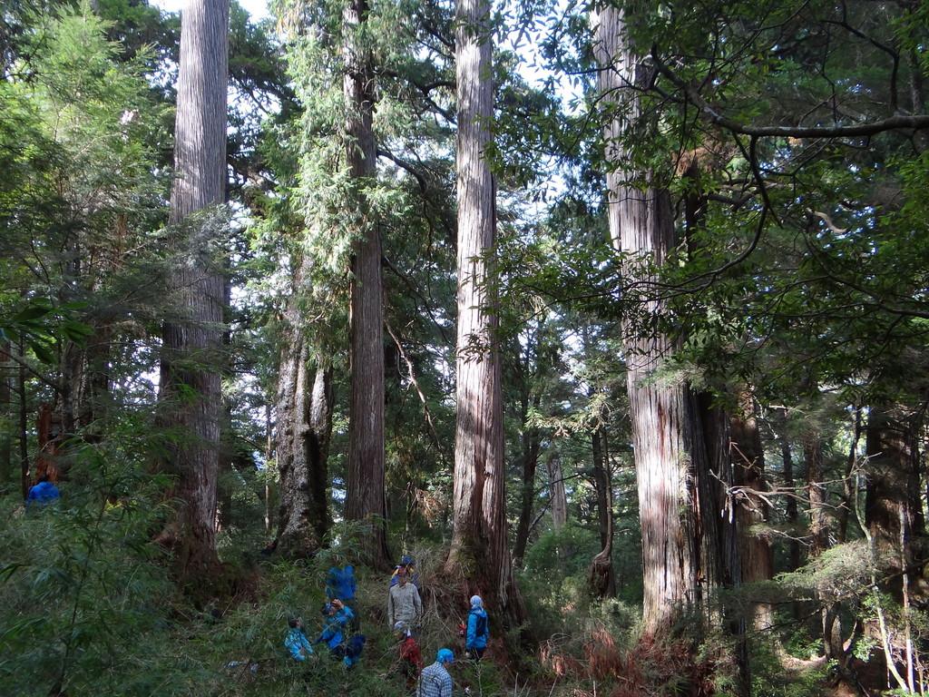 Chamaecyparis Obtusa Wood Oil 1
