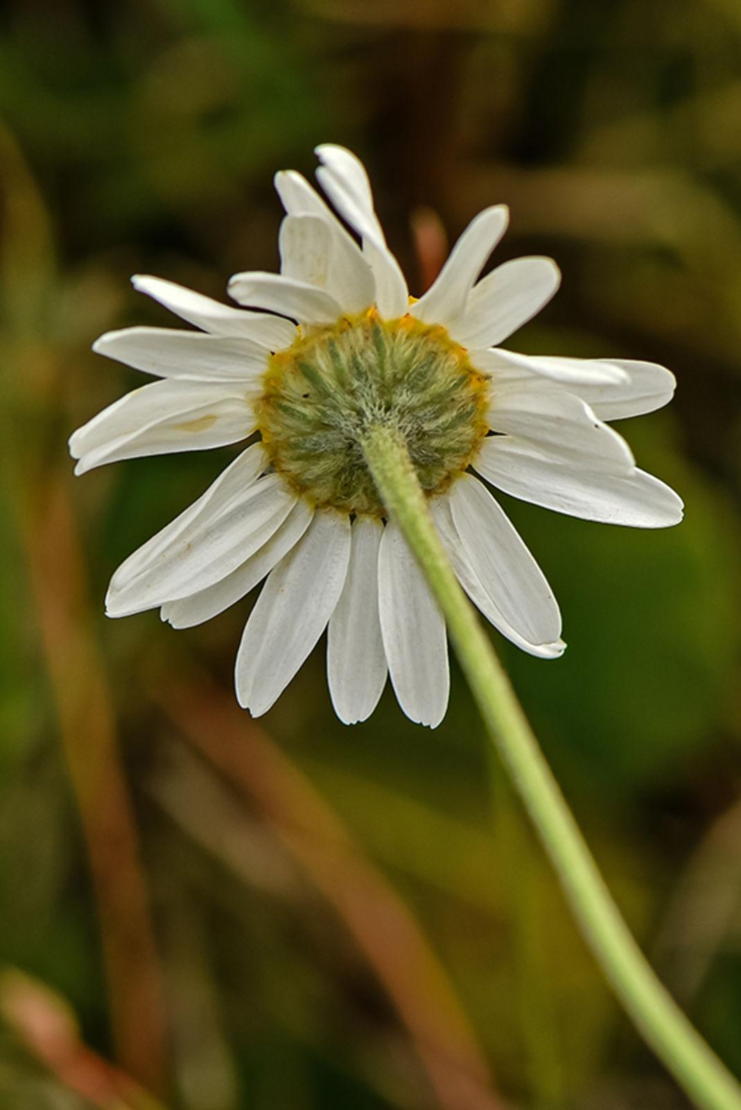 Chamomile, Roman 3
