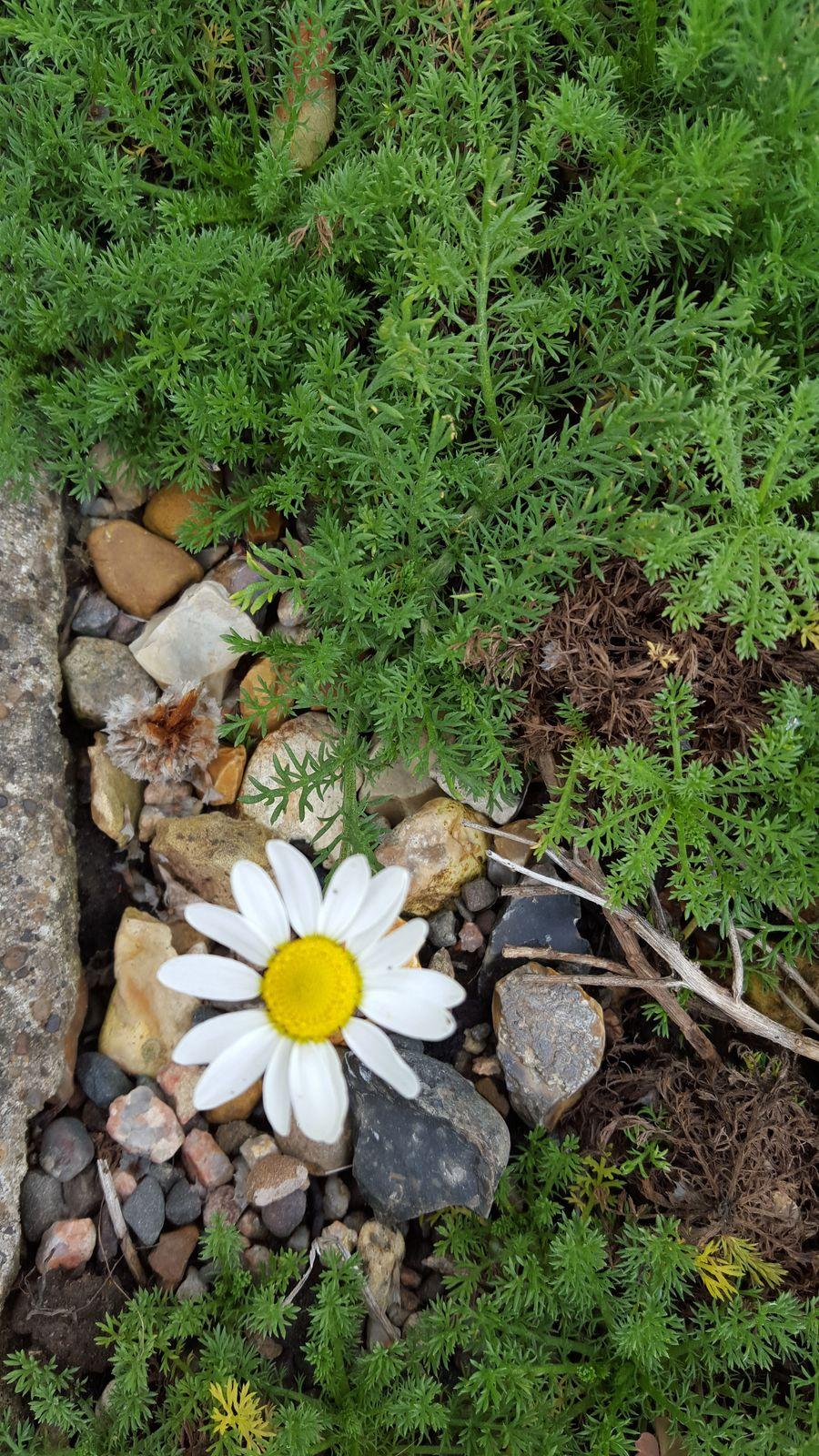 Chamomile, Roman 2