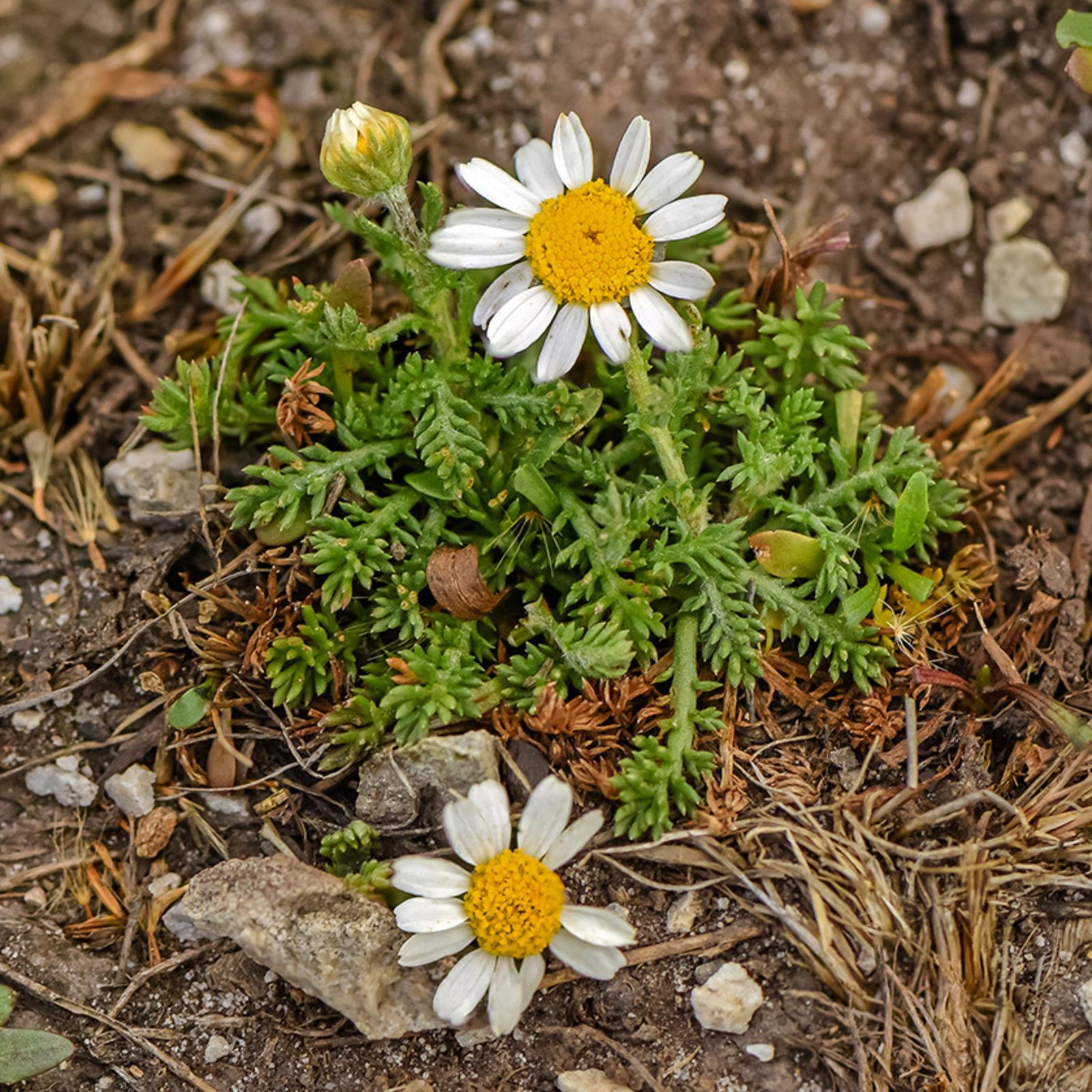 Chamomile, Roman 1