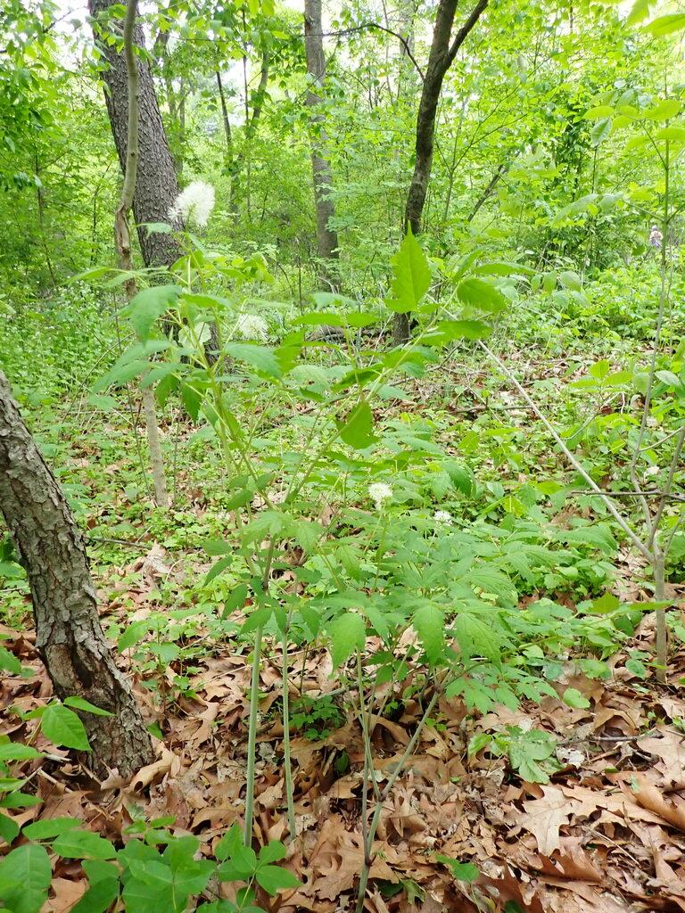 CIMICIFUGA RACEMOSA ROOT EXTRACT 4