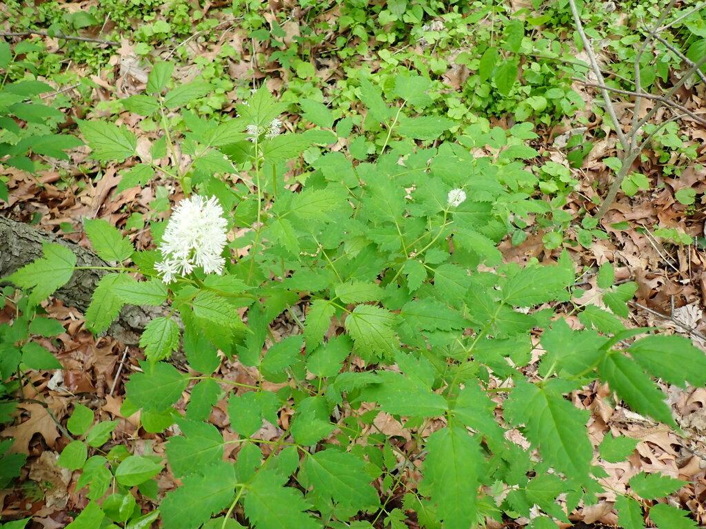 CIMICIFUGA RACEMOSA ROOT EXTRACT 3
