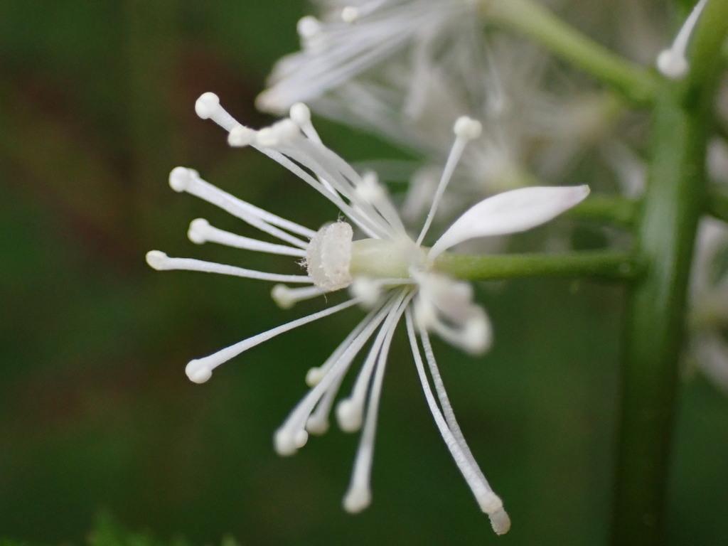CIMICIFUGA RACEMOSA ROOT EXTRACT 2