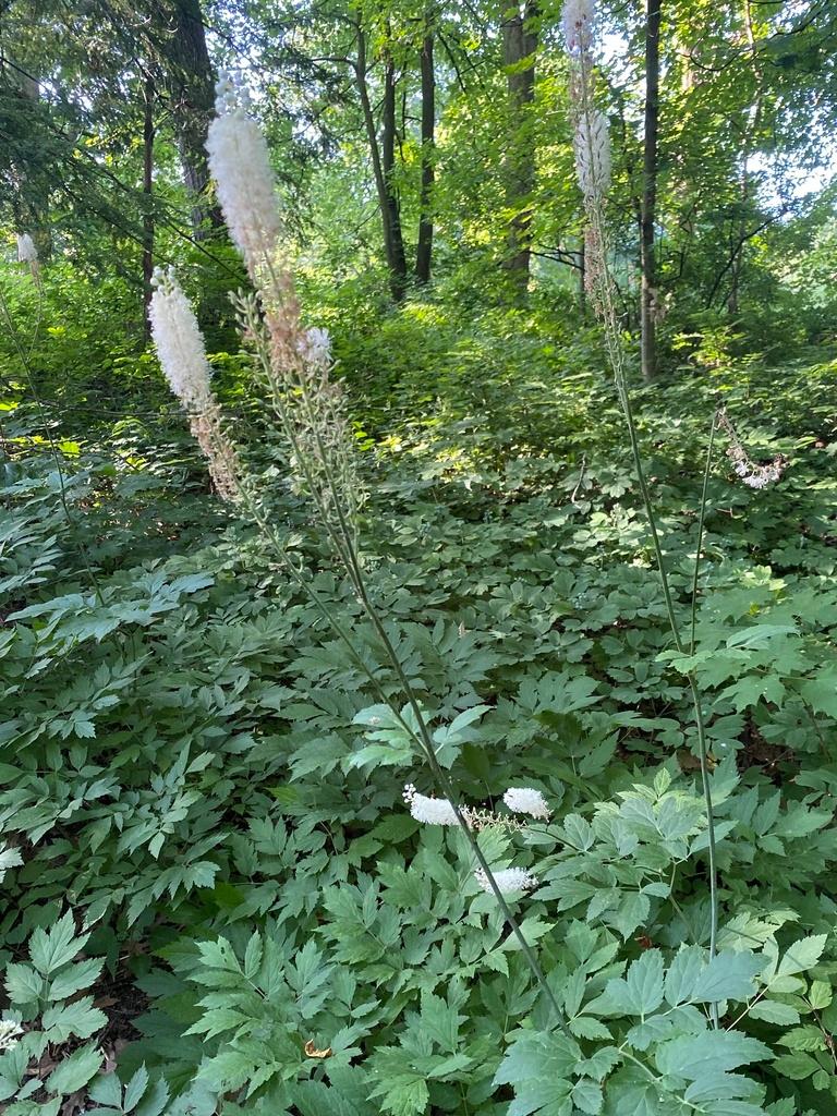 CIMICIFUGA RACEMOSA ROOT EXTRACT 1