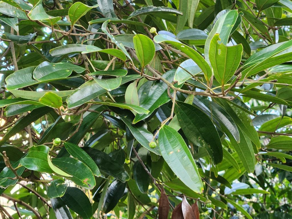 CINNAMOMUM CASSIA OIL 1