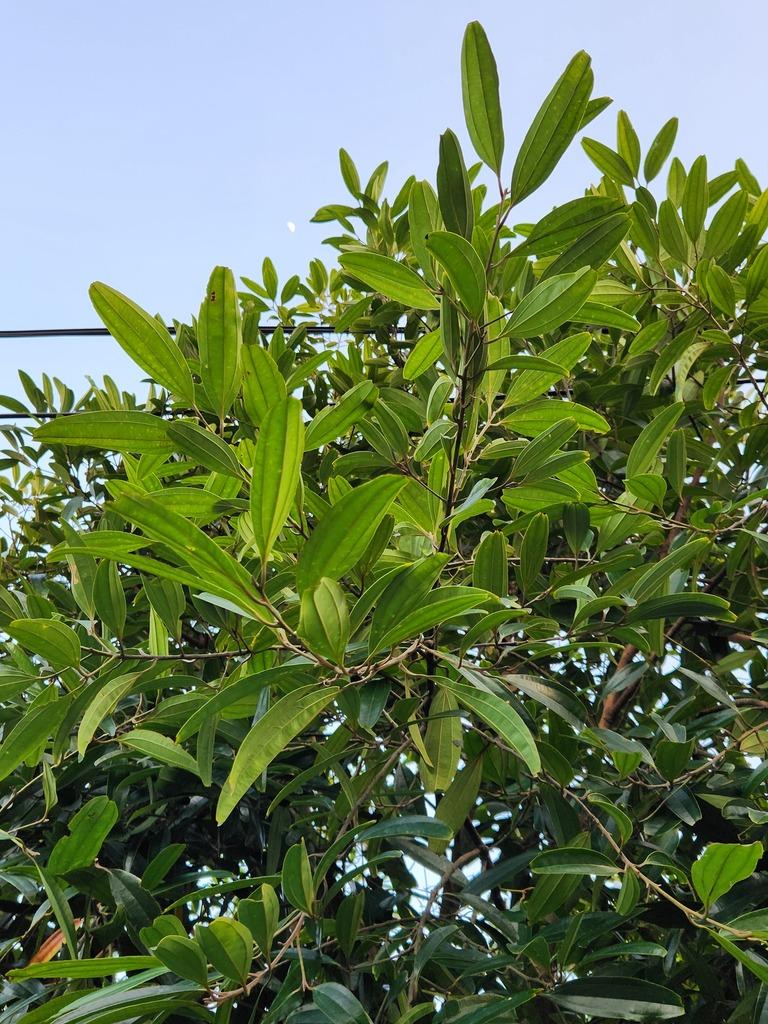 CINNAMOMUM CASSIA OIL 3