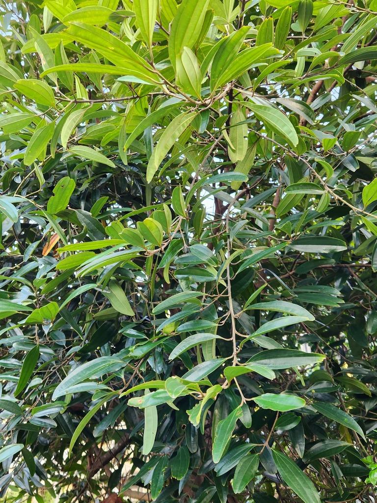 Cinnamomum cassia 2