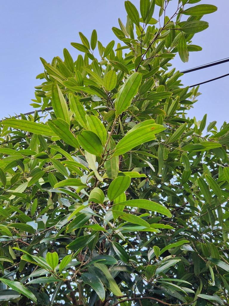 Cinnamomum cassia 4