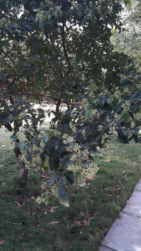 CINNAMOMUM ZEYLANICUM BARK OIL 2