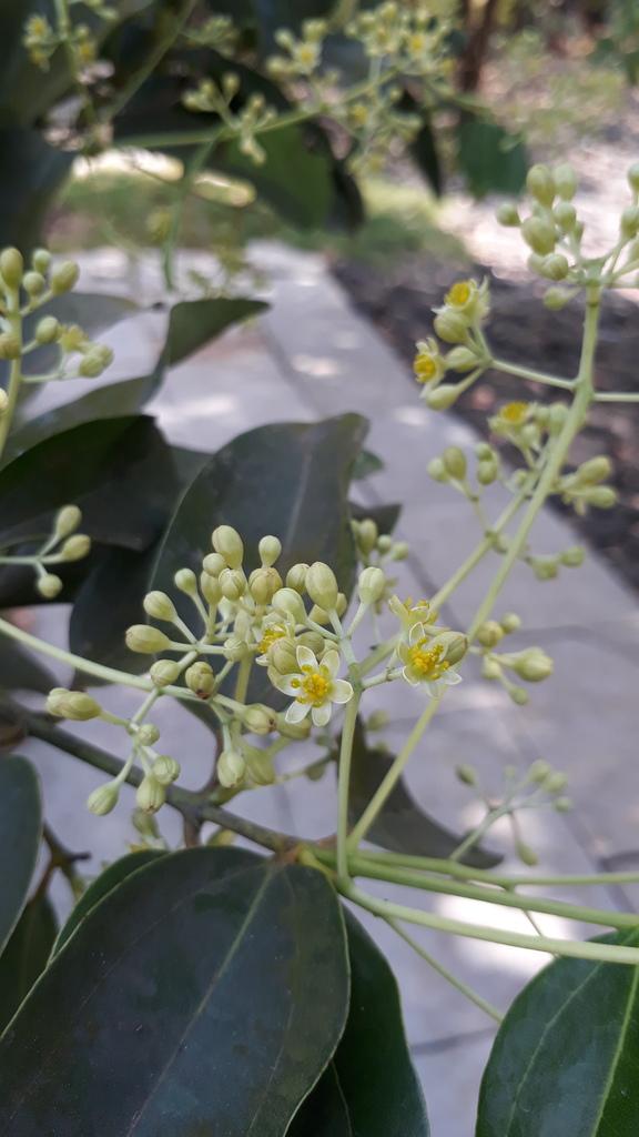 CINNAMOMUM ZEYLANICUM BARK OIL 4