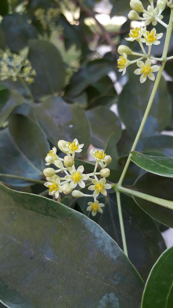 CINNAMOMUM ZEYLANICUM LEAF OIL 1