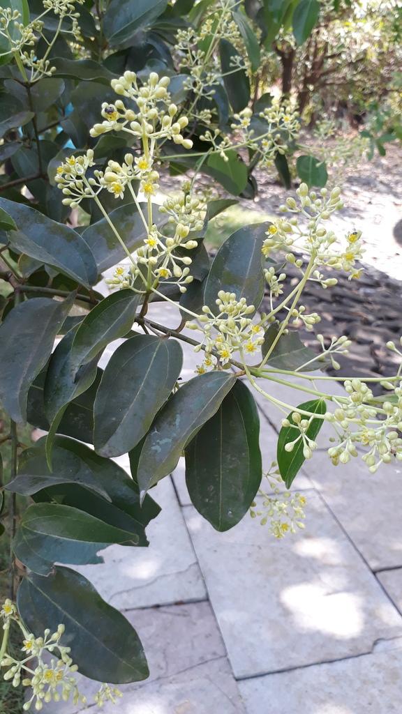 CINNAMOMUM ZEYLANICUM LEAF OIL 3