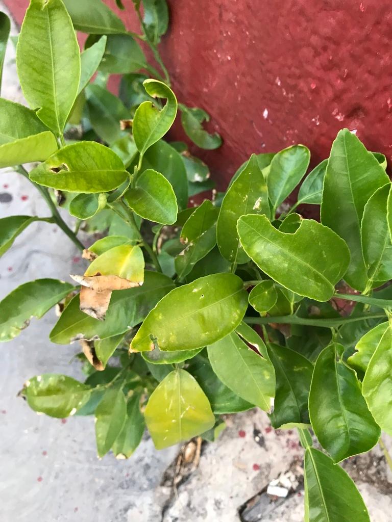 Citrus Aurantifolia (Lime) Fruit Oil 1