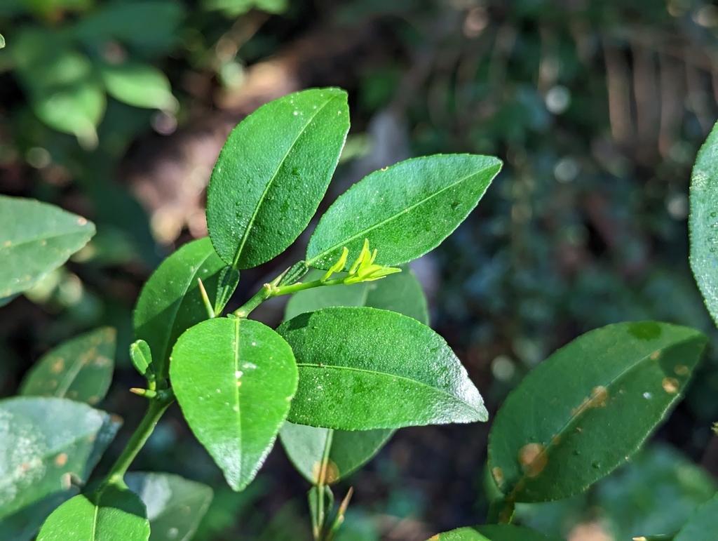 Citrus Aurantifolia (Lime) Fruit Oil 2
