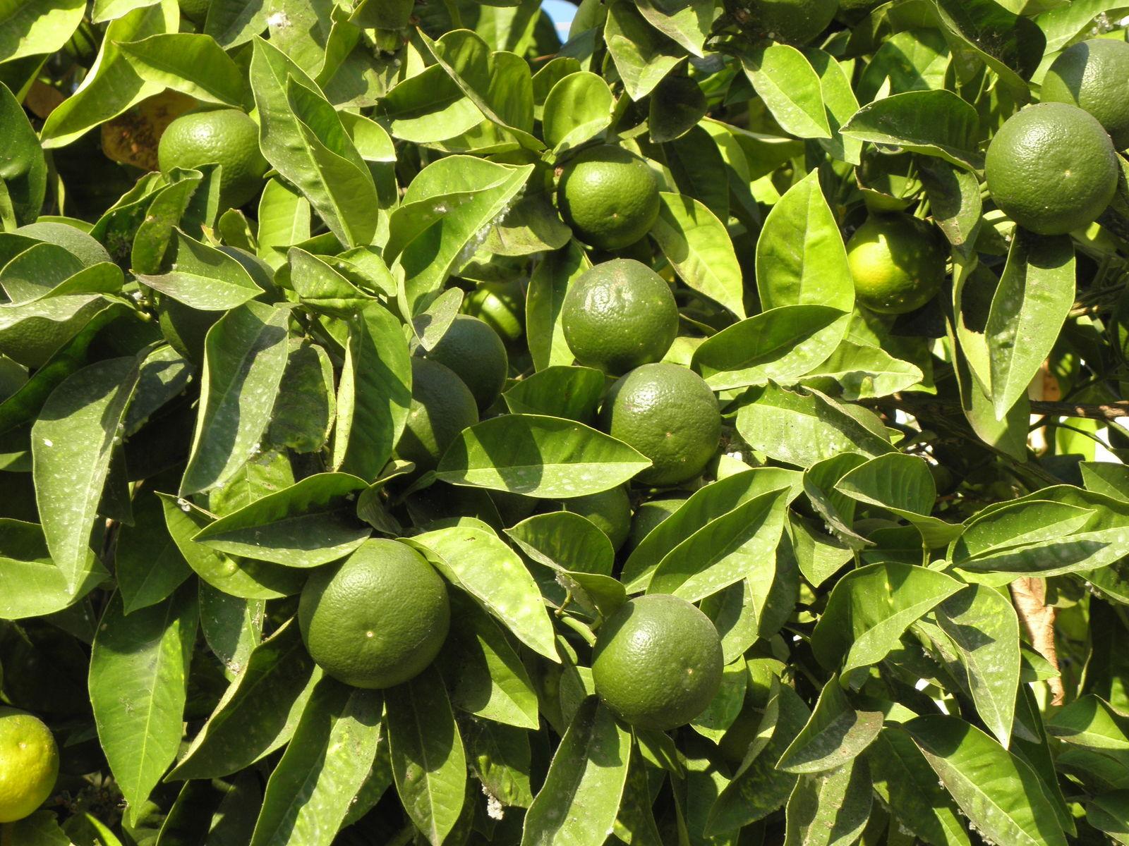 Citrus aurantium dulcis (Orange) peel powder 4