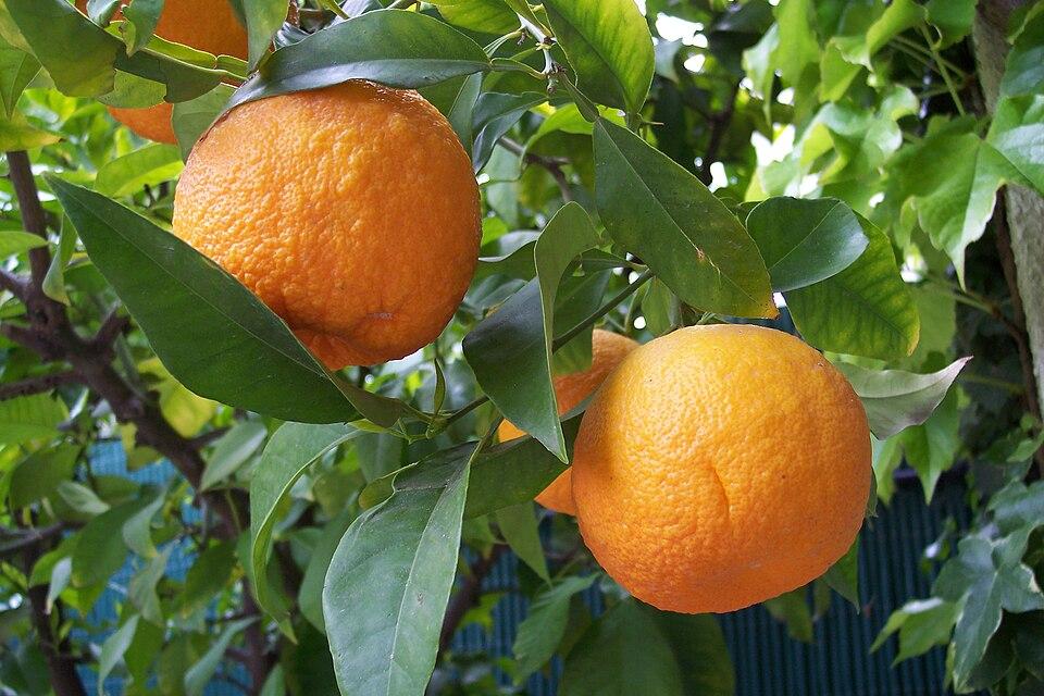 Citrus aurantium dulcis (Orange) peel wax 1