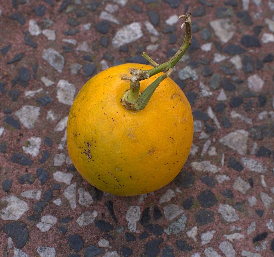 Citrus aurantium dulcis (Orange) peel wax 4