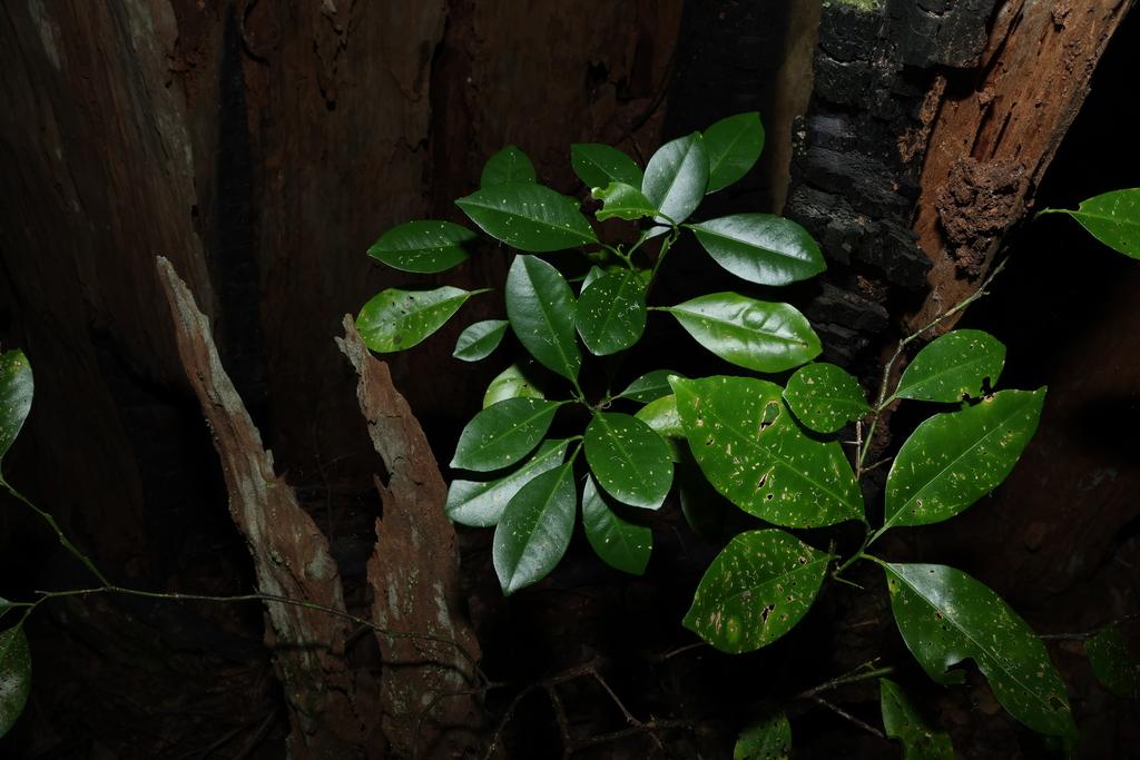 CITRUS BERGAMIA PEEL OIL EXPRESSED 4